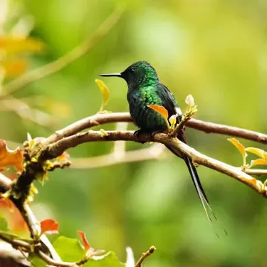 Quelles sont les ressources alimentaires uniques pour les colibris dans les parcs et jardins urbains ?