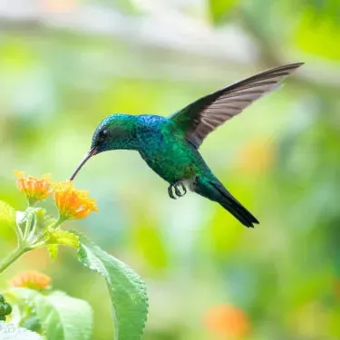 Quel est le lien entre la source de nourriture des colibris et leur choix d’habitat ?