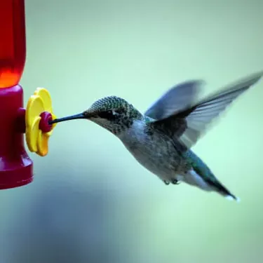 Quelles sont les différences de sources de nourriture entre les différentes espèces de colibris ?