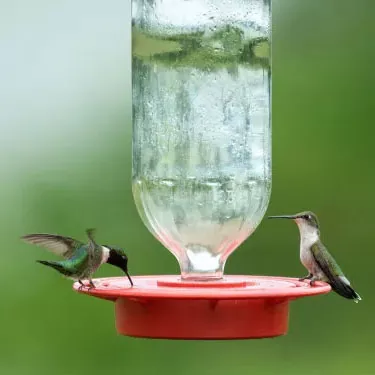 Quelles sont les différences d’aire de répartition entre les différentes espèces de colibris ?