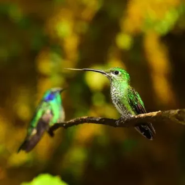 Les colibris ont-ils une amplitude de mouvement définie lorsqu'ils mangent ?