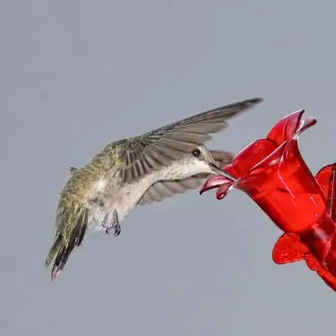 À quelle heure les colibris aiment-ils manger ?