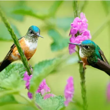 La couleur d'une mangeoire pour colibris a-t-elle un effet sur l'attractivité d'un colibri ?