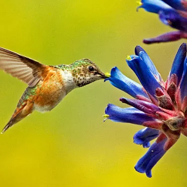 Comment fonctionne une mangeoire pour colibris ?