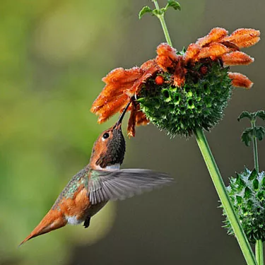 Introduction à la mangeoire pour colibris ?