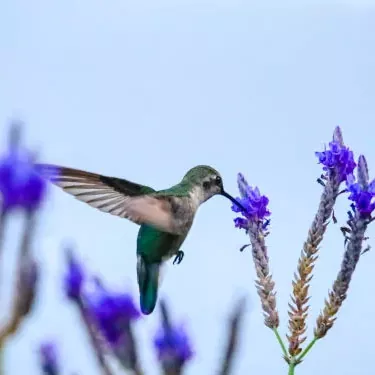 Quels facteurs affectent la capacité d’un colibri à se reproduire ?