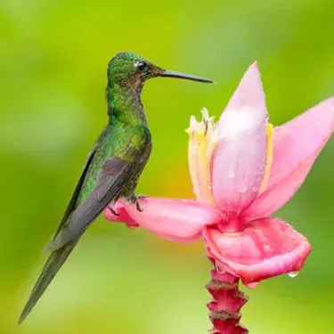 Quel est l’état actuel de conservation des colibris ?