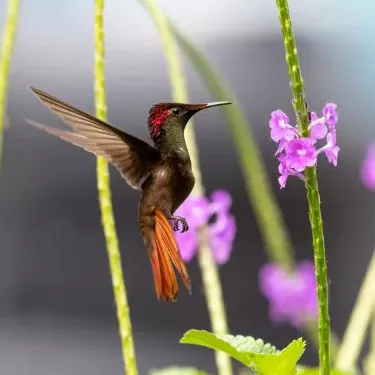 Quelle est l’importance écologique des colibris ?