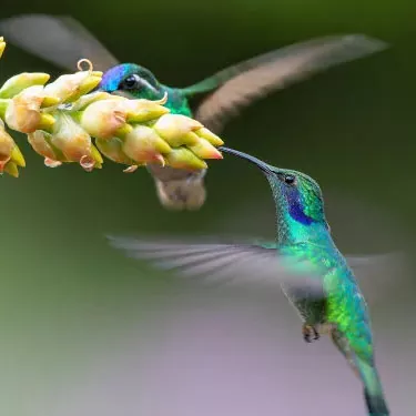 Comment le colibri s’adapte-t-il à son rôle écologique ?